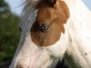 dressage horse Bandit 470 (Pony without race description, 2007)