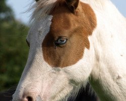 dressage horse Bandit 470 (Pony without race description, 2007)