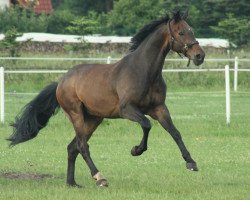 jumper PJ Calypso (Hanoverian, 1996, from Carbid 3)