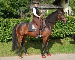 dressage horse Hommage mon amour (Zweibrücken, 2008, from Hochadel)