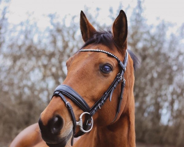 Pferd Esmeralda (Trakehner, 2007, von Connery)