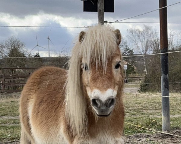 horse Piccolo (Shetland pony (under 87 cm), 2010, from Pageboy of Chestnut Stable)