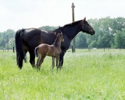 broodmare Parodie (Westphalian, 1989, from Palisander)