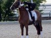 dressage horse Botero (Westphalian, 2009, from Belissimo NRW)