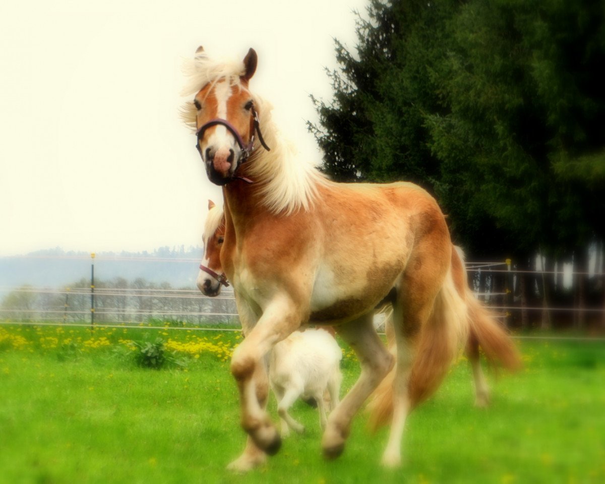 Dressurpferd Beauty (5,86% ox) (Edelbluthaflinger, 2011, von Argentino Ass (5,47% ox))