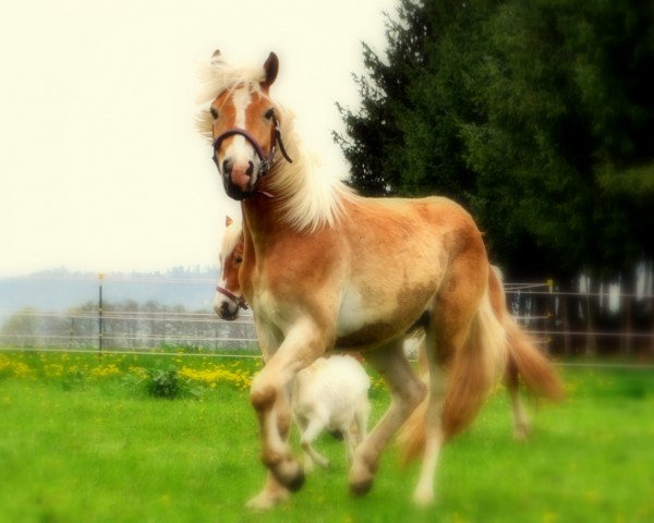 dressage horse Beauty (5,86% ox) (Edelbluthaflinger, 2011, from Argentino Ass (5,47% ox))