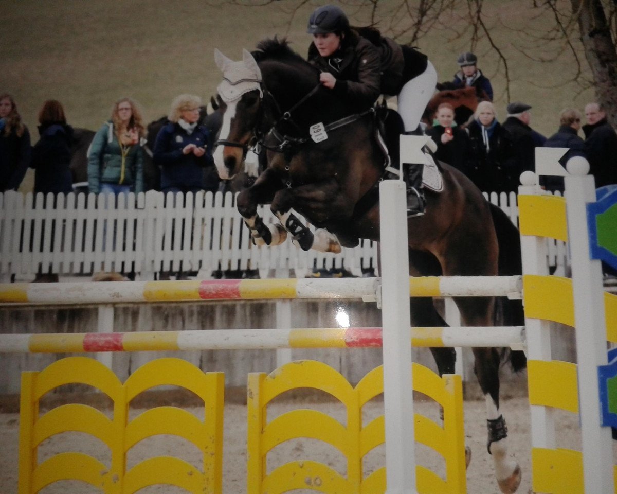 Springpferd Spacestar (KWPN (Niederländisches Warmblut), 2001, von Goodtimes)