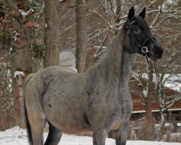 Zuchtstute Salomé (Trakehner, 2004, von Sanssouci)