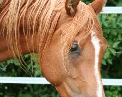 horse Takaar ox (Arabian thoroughbred, 2009, from Meshan Ibn Kubi ox)