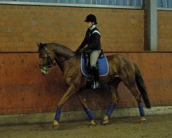 dressage horse Rose Velvet (Westphalian, 2001, from Rosenkoenig)