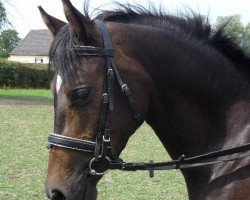 dressage horse Urienne Dernier Cri (German Riding Pony, 2007, from Dreamdancer)