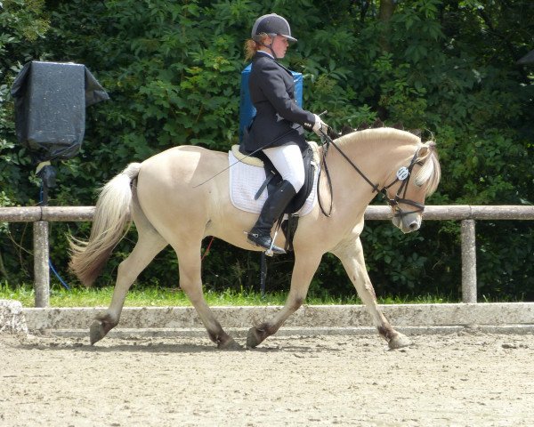 Pferd Dyliss (Fjordpferd, 2004, von Dylan)