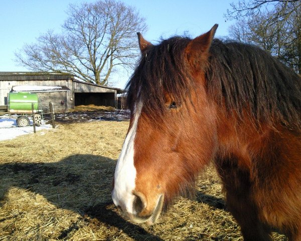 Pferd Aggi (Westfälisches Kaltblut, 1996, von Astronaut II)