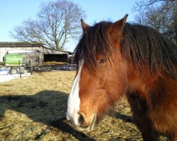 horse Aggi (Westfälisches Kaltblut, 1996, from Astronaut II)