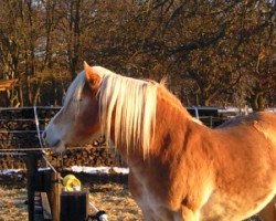 broodmare Alexis (Haflinger, 2004, from Altan)