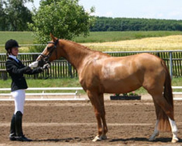broodmare Gleisberg Daila (German Riding Pony, 2004, from Gleisberg Daiquiry)