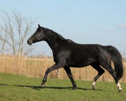 broodmare Gremella (Hanoverian, 2001, from Ginsberg)