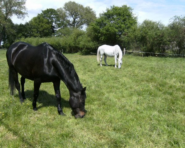 broodmare Priska IV (Trakehner, 1993, from Sixtus)