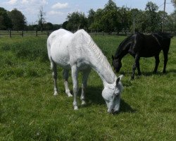 broodmare Patrona (Trakehner, 1989, from Karo As)