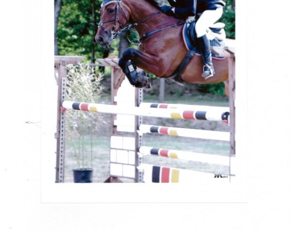 jumper Call Her Coco (Westphalian, 2007, from Clintop 2)
