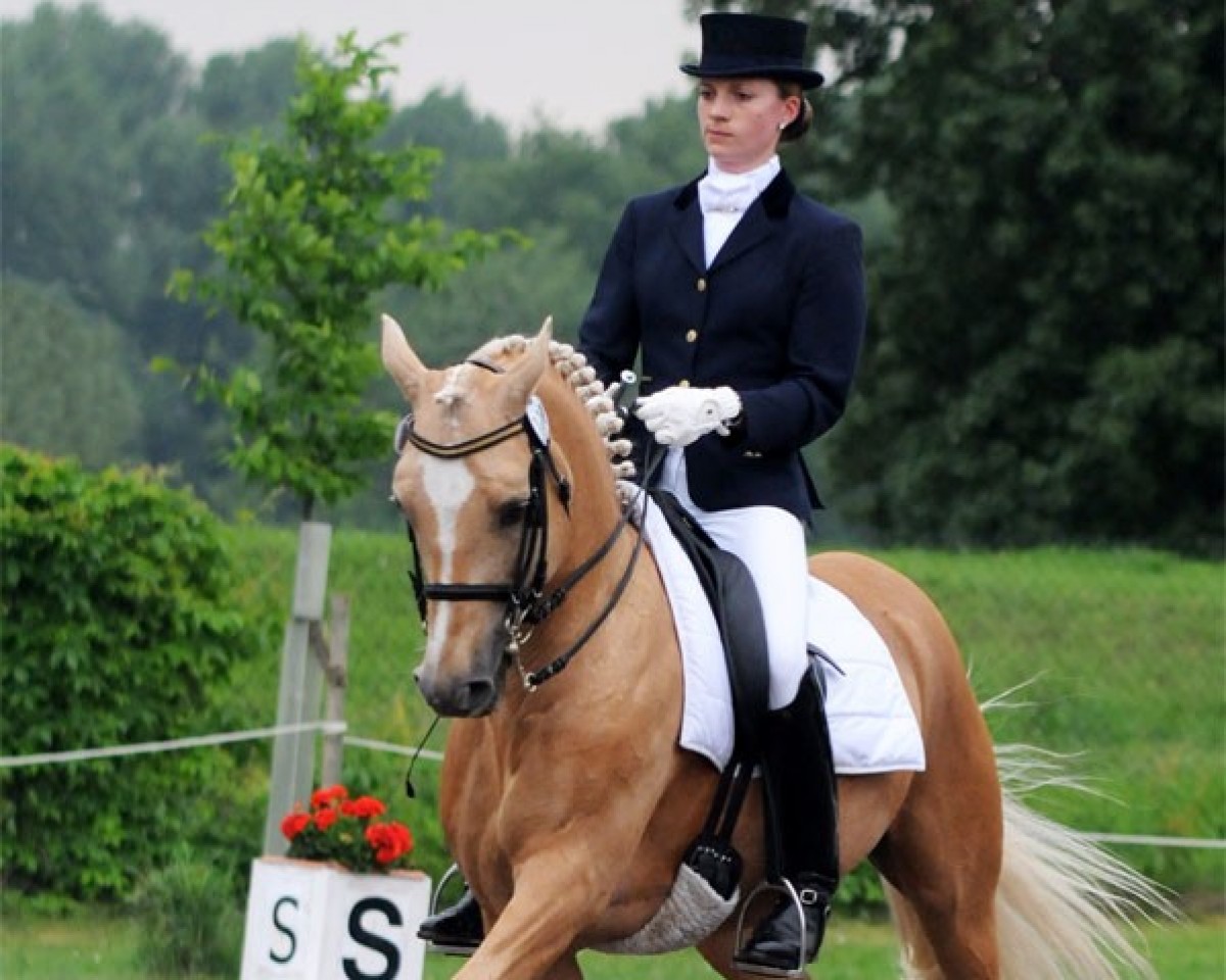 Deckhengst Gleisberg Daiquiry (Deutsches Reitpony, 1992, von Derby)