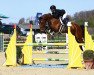 jumper Santiano 57 (Zangersheide riding horse, 2016, from Solid Gold Z)