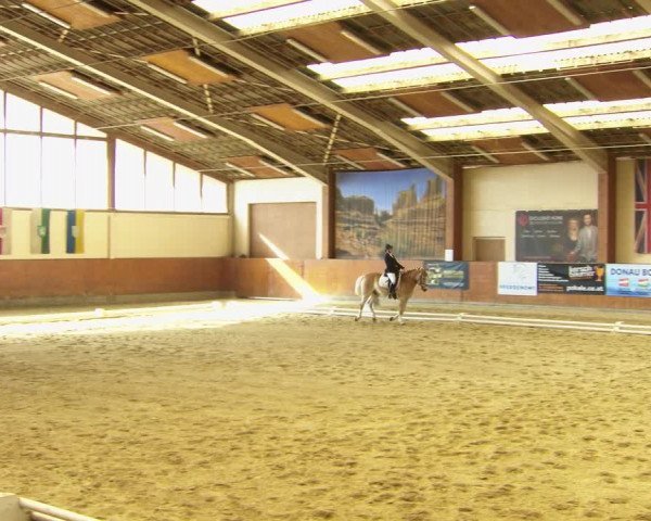 Reitturnier Weikersdorf am Steinfelde 2022