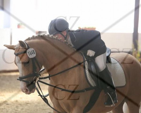 dressage horse Kapriccio (Westphalian, 1996)