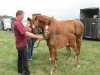 broodmare Carlotta D (Westphalian, 2013, from Christ)