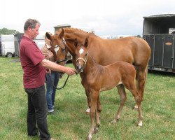 broodmare Carlotta D (Westphalian, 2013, from Christ)