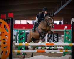 jumper Diabolo's Dynamite (German Riding Pony, 2015, from Don Diabolo NRW)