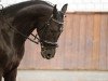 dressage horse Sacardos (German Warmblood, 1998, from Sandro Hit)