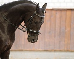 dressage horse Sacardos (German Warmblood, 1998, from Sandro Hit)