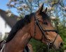 jumper Vaiana F (Oldenburg show jumper, 2017, from Van Gogh)