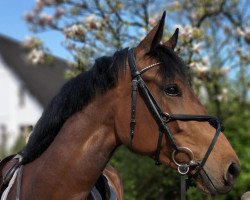 jumper Vaiana F (Oldenburg show jumper, 2017, from van Gogh)