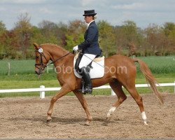 dressage horse Milano 234 (German Riding Pony, 2005, from Matchello)