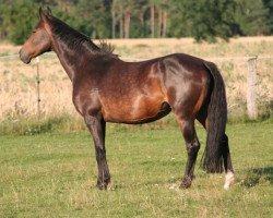 Zuchtstute Lagostella (Brandenburger, 2000, von Lands River 90 FIN)