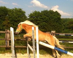 Pferd Südsee (Haflinger, 2006, von Sonthofen (0,39% ox))