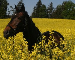 Zuchtstute Wilady (Bayer, 1991, von Rame Z)