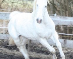 horse El Shaban ox (Arabian thoroughbred, 1993, from El Shahwan ox)