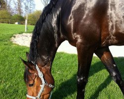 dressage horse Edward (Westphalian, 2006, from Ehrenpreis)