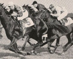 broodmare Windstille xx (Thoroughbred, 1949, from Avanti xx)