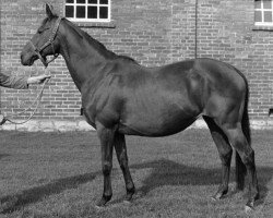 broodmare Wiesenweihe xx (Thoroughbred, 1962, from Birkhahn xx)