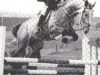 stallion Inschah (Hanoverian, 1974, from Inschallah AA)