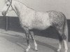 stallion Gastronom (Hanoverian, 1972, from Gazal)