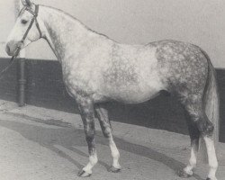 stallion Gastronom (Hanoverian, 1972, from Gazal)