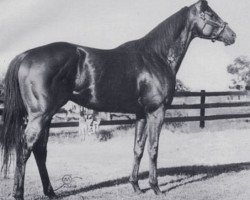 stallion Grenfall xx (Thoroughbred, 1968, from Graustark xx)