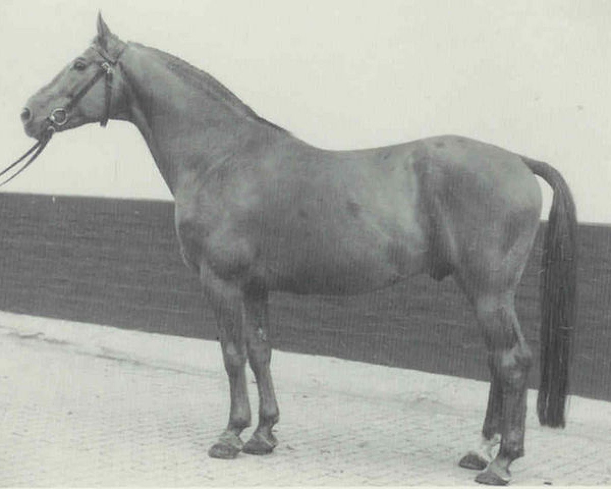 Deckhengst Seefischer (Hannoveraner, 1962, von Sesam I)