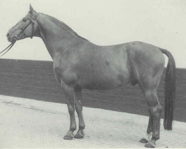 stallion Seefischer (Hanoverian, 1962, from Sesam I)