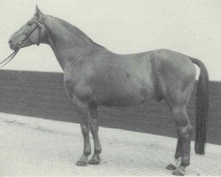 stallion Seefischer (Hanoverian, 1962, from Sesam I)